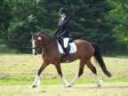 Stunning Clydesdale Thoroughbred cross for sale