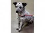Adopt Donovan a Cattle Dog