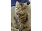 Adopt Curtis a Brown or Chocolate (Mostly) Domestic Longhair  Mi