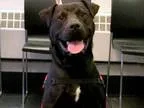 Adopt Boomer a Labrador Retriever Pit Bull Terrier
