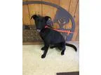 Adopt Rainey IN CT a Black Labrador Retriever  Mixed dog in East