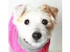 Adopt Sneeky a Jack Russell Terrier  Mixed dog in Eugene OR (151