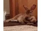 Adopt Chestnut a Mini Rex