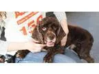 Adopt Bailey a Cocker Spaniel