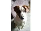 Adopt Bailey a Australian Shepherd Collie