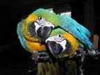 Jjshas blue and gold maca parrots countable