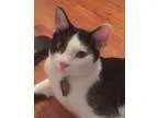 Adopt Pinto a Black and White or Tuxedo British Shorthair (mediu