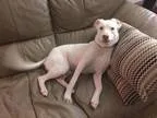 Adopt Ace a White Great Pyrenees  Kishu  Mixed dog in Warrenvill