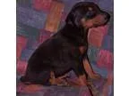 Doberman Pinschers Puppies Available