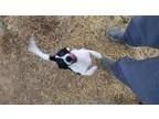 Adopt Uno- a Schnauzer Beagle