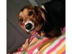 Adopt Rescue Trixie a Foxhound
