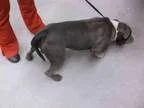 Adopt BOI a Pit Bull Terrier  Mixed dog in Rockford IL (15180629