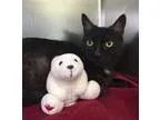 Adopt Gigi a Bichon Frise Poodle