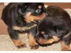 Beautiful rottweiler pups for adoption