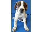 Adopt Chip (Oswego) a Australian Shepherd Labrador Retriever
