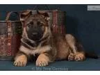 AKC Sable Male German Shepherd Puppy - Dodger