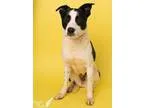 Adopt Aster a Black - with White Shepherd (Unknown Type)  Mixed 