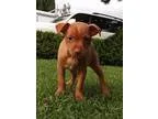 Adopt Ginger a Miniature Pinscher