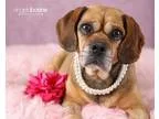 Chihuahua stud dog - Price: 500
