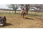 Great Mare for sale