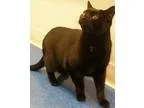 2000 Custom Harley Softail
