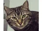 Adopt Izzy a Brown Tabby Domestic Shorthair (short coat) cat in 