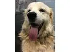 Adopt Cinnamon a Great Pyrenees