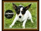 Adopt Chalmers a Dachshund