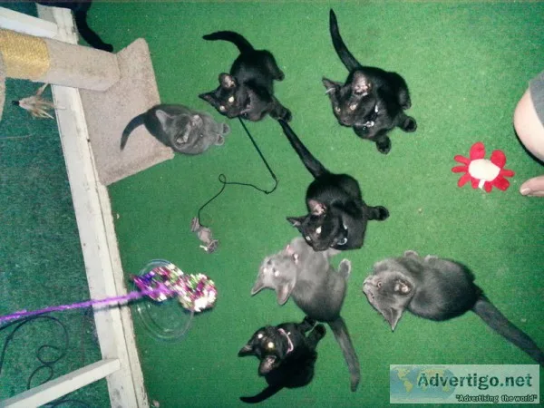 Cats and Kittens for sale