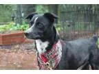 Adopt Roscoe a Carolina Dog Jack Russell Terrier (Parson Russell