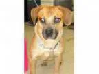 Adopt Tucker a Cattle Dog Shepherd