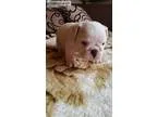 English bulldog puppies for sale