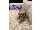 Adopt Tank a GrayBlueSilverSal t and Pepper Shih Tzu  Poodle (To