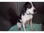 Adopt Zena a Hound