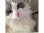 Adopt Taylor a Tan or Fawn Ragdoll  Mixed cat in Encinitas CA (1
