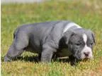 stunning pitbull puppies