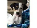 Adopt Beaumont a Jack Russell Terrier