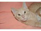 Adopt Cullen - Adoption Pending a Terrier