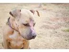 Adopt Sullivan (Sully) a Pit Bull Terrier