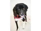 Adopt Stellah a Newfoundland Dog