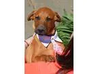 Adopt Arlo a RedGoldenOrangeCh estnut - with Black Labrador Retr