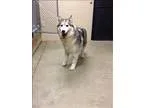 Adopt Cassie a Siberian Husky