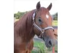 Deck of Stars Stud for sale