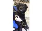 Adopt Tate a Black Spaniel (Unknown Type)  Pekingese  Mixed dog 