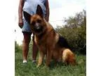 Adopt Dosty a German Shepherd Dog