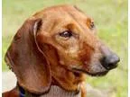 Adopt Doug Palmer a Dachshund