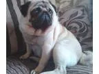 Amaranthine brown skin MFpug puppies