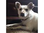Adopt Rosie a White Cattle Dog  Pug  Mixed dog in Fort Collins C
