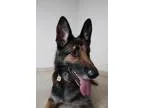 Adopt Annabelle D160570 NO LONGER ACCEPTING APPLICATION a Black 