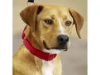 Adopt Kiko a Retriever Labrador Retriever